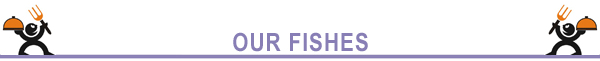 Our Fishes